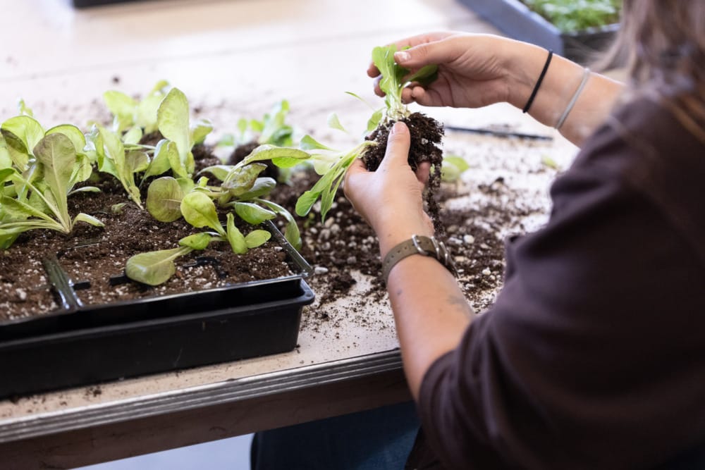 Treasures of City College: Garden Flourishes under Three Remaining Professors and their Students