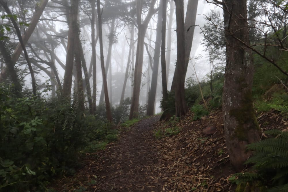 Take a Hike To Mount Davidson