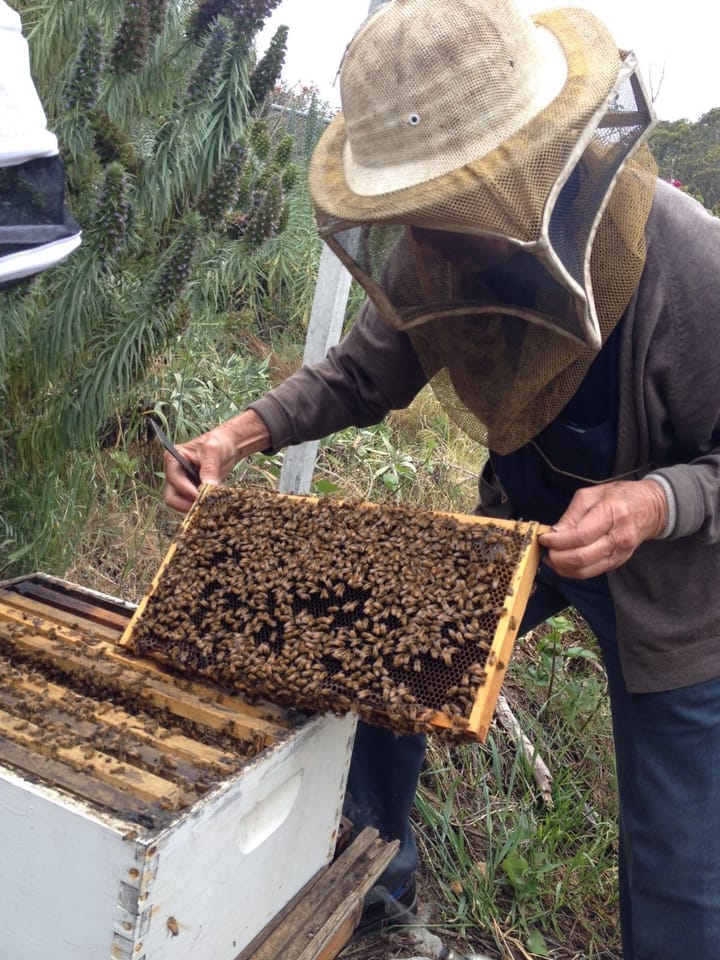 Ocean Campus wildlife thrives despite its urban local