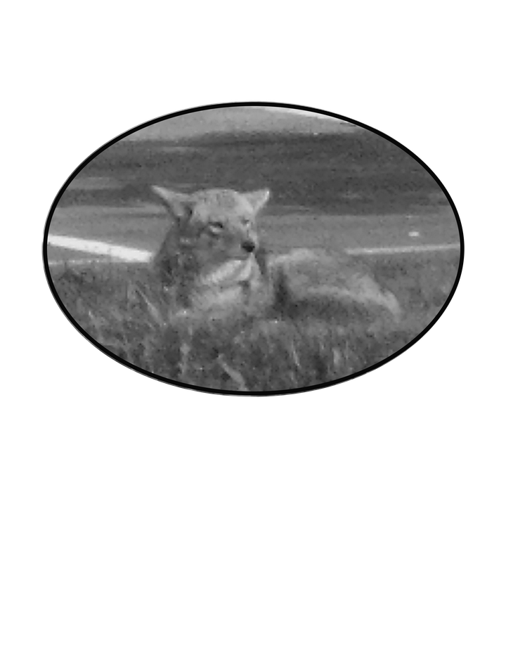 COYOTE SAFETY TIPS