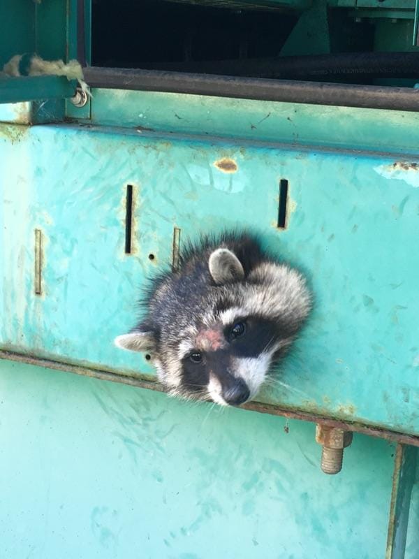 A raccoon contemplates the mistakes its made in life after poking its head through an opening in an Ocean Campus generator and becoming stuck on March 7, 2018. Photo courtesy of the San Francisco Animal Control Center. 